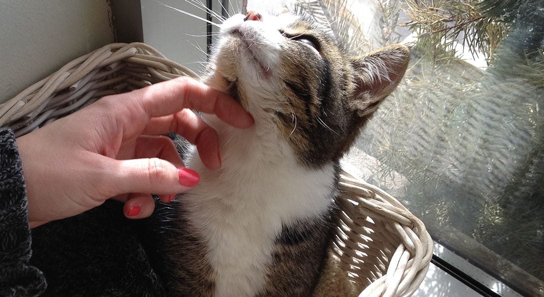 Chin Scratch!