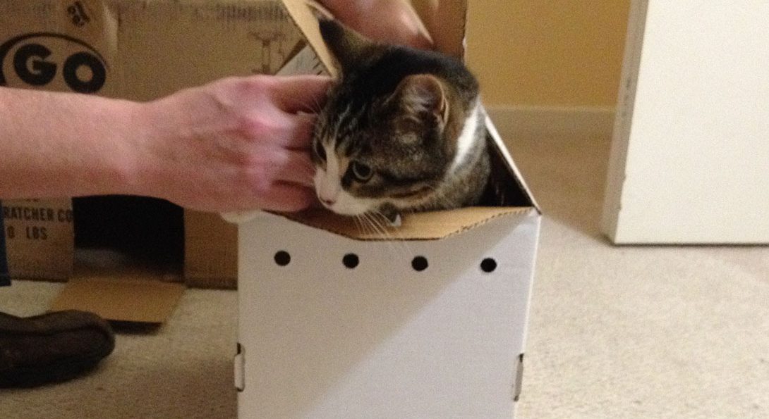 Cat in a box!